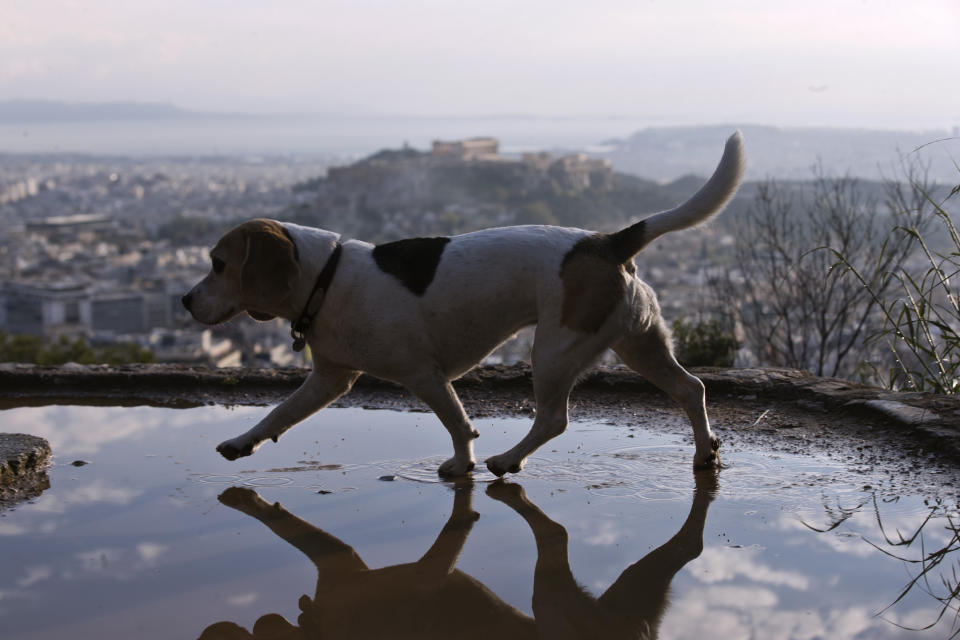 A dog walks on a puddle at Lycabettus hill as at the background is seen the city of Athens with the ancient Acropolis hill after a rainstorm, on Wednesday, April 17, 2019. A lightning bolt struck the Acropolis in Athens during a rainstorm Wednesday, lightly injuring two visitors and two guards but causing no damage to the country's most famous ancient site, Greek officials said.(AP Photo/Petros Giannakouris)