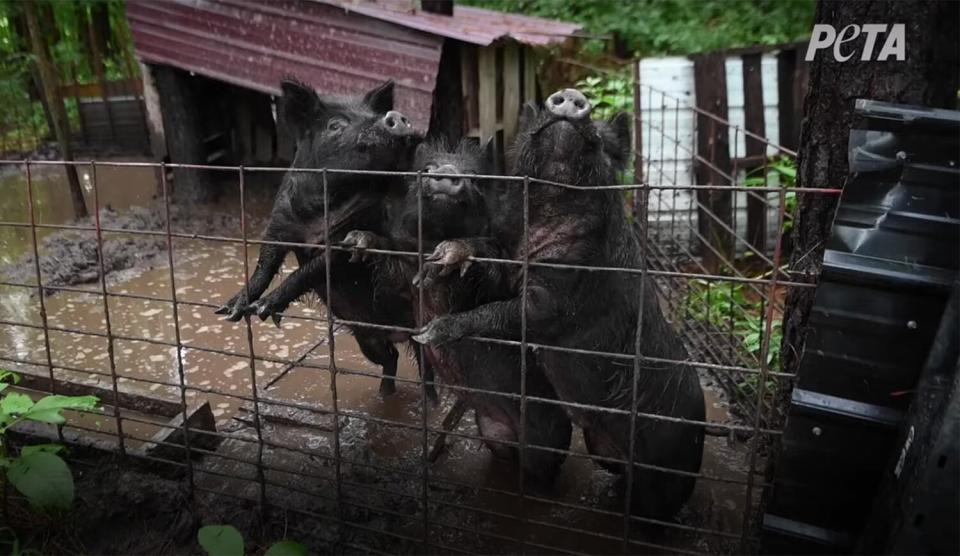 pigs rescued