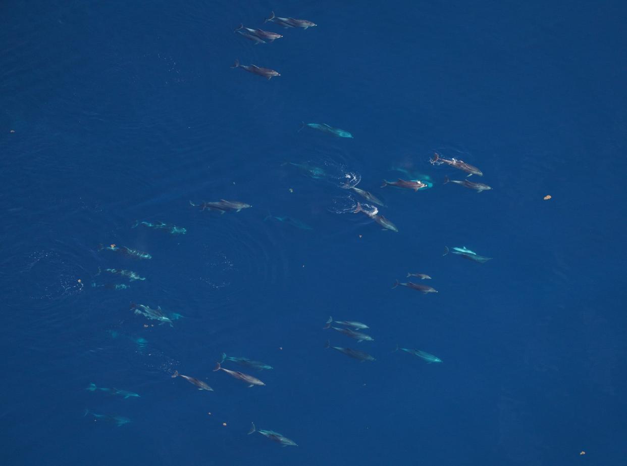 Bottlenose dolphins swim in the Northeast Canyons and Seamounts Marine National Monument protected area southeast of Cape Cod.