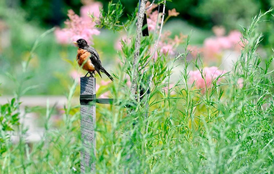 An American Robin perches long the flowers in the new Pollinator and Bird Garden at The Arboretum at Penn State on Wednesday, June 30, 2021.