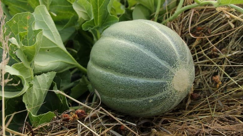 Montreal melon growing