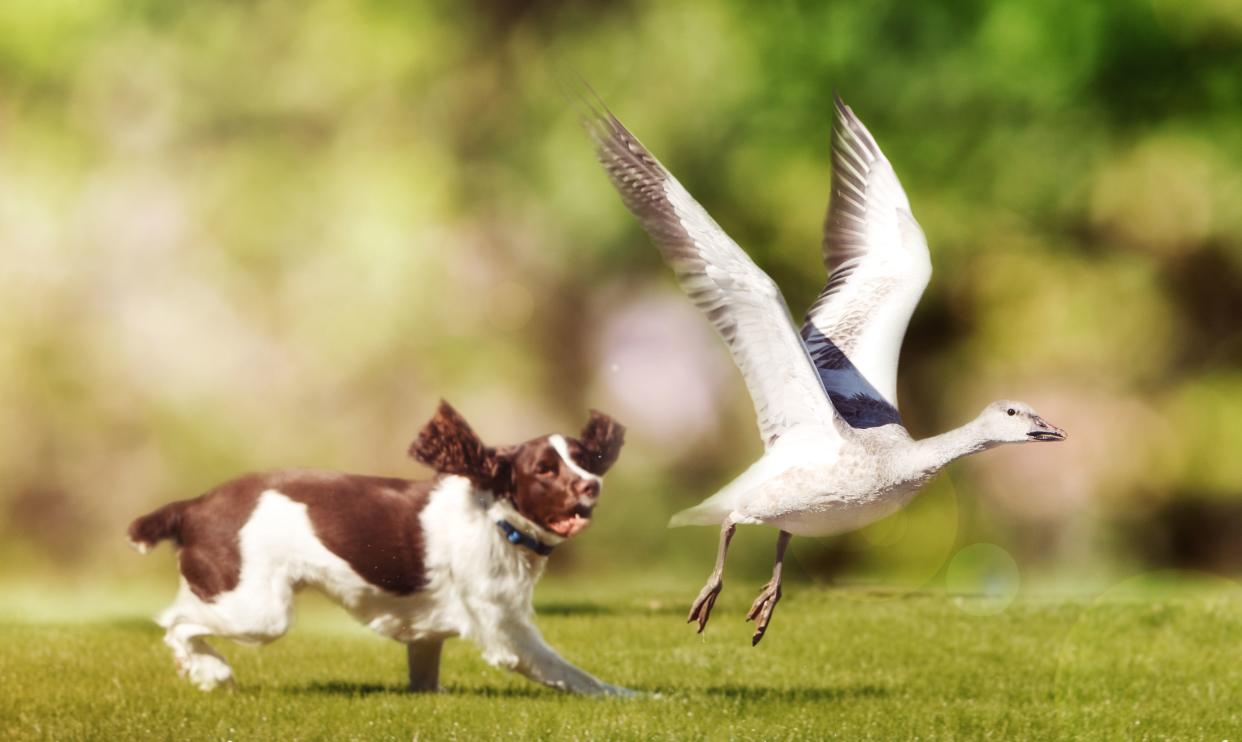 English Springer Spaniel dog chasing large Snow Goose in open field