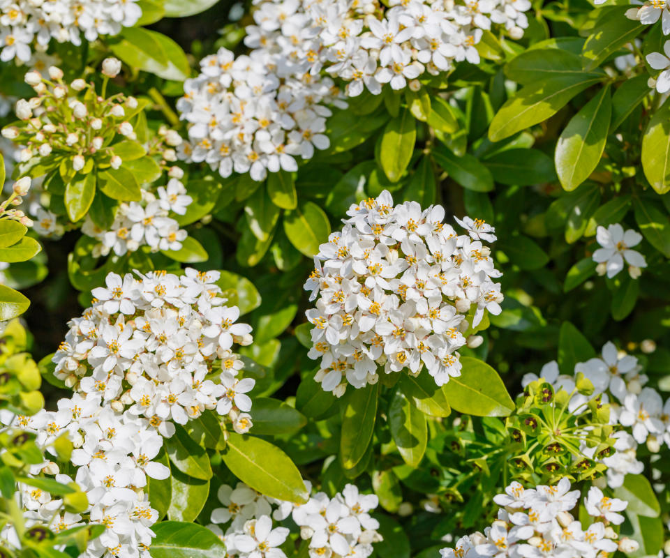 front yard plant Choisya ternata flowering in spring