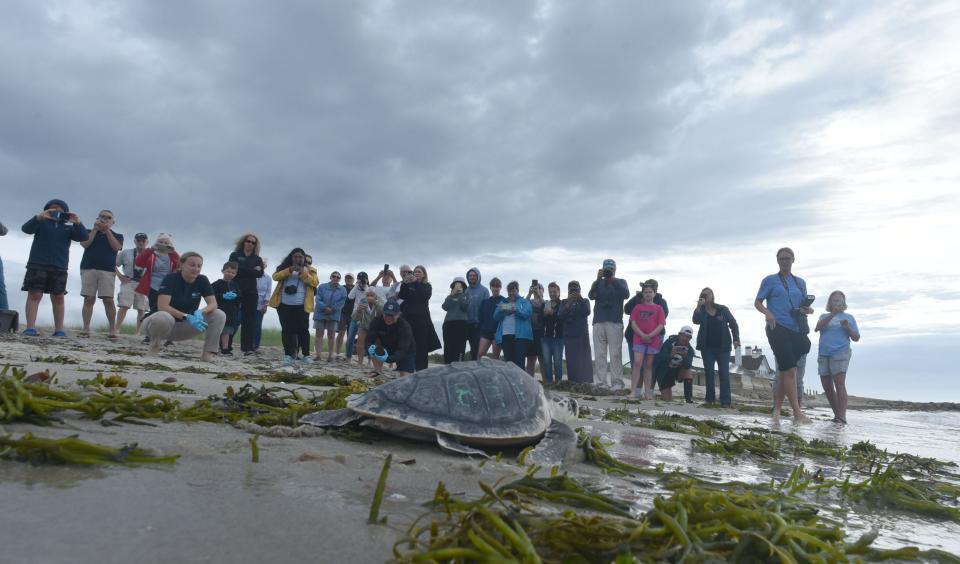 Spectators give a wide berth as a rehabilitated Kemp's ridley sea turtle heads towards the water line at West Dennis Beach in June 2023. It was one of a group found cold-stunned on Cape beaches the previous December and rehabbed at New England Aquarium. Cape Cod is a hotspot for stranded turtles. A new bill aimed at rescue and rehabilitation work for turtles was passed by the U.S. House of Representatives this month.