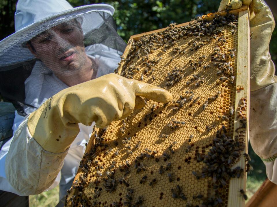 honey beekeeper