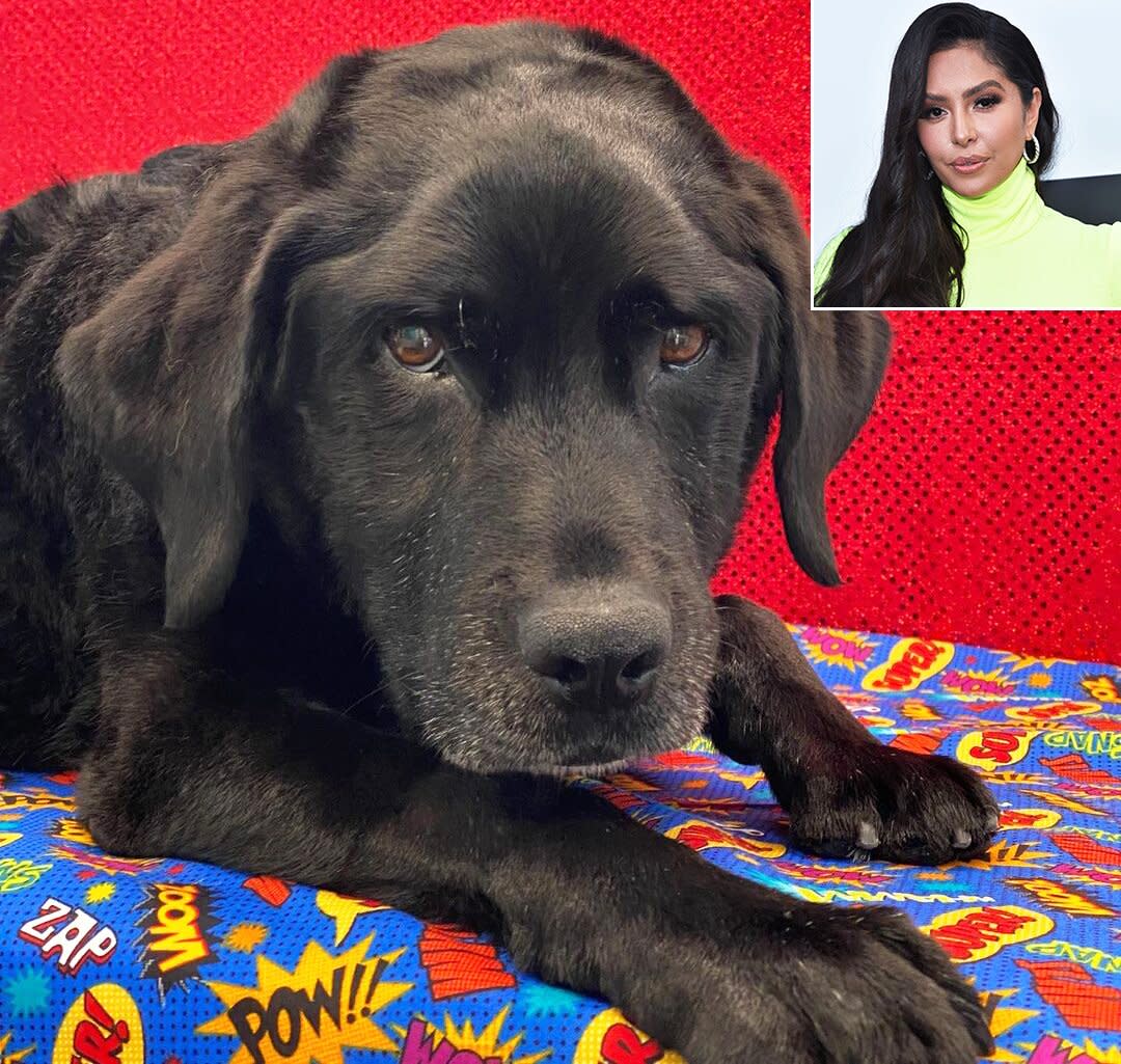 Vanessa Bryant Reveals Dog Has Died Vanessa