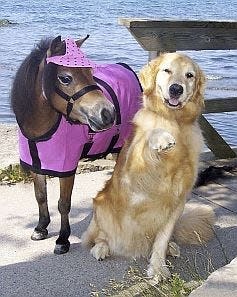 Tana is seen with friend Lola, a miniature horse, when the three — the two plus Punky the fox — met in Durand Eastman Park.