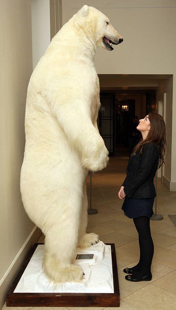 Person looking up at a tall polar bear taxidermy in a museum setting