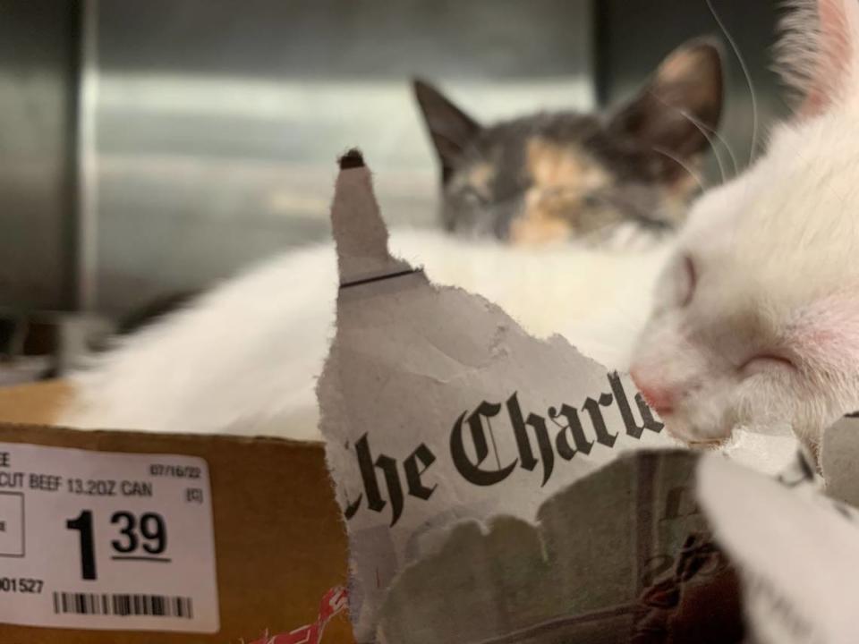 Charlotte-Mecklenburg Police’s Animal Care and Control needs full and fresh newspapers to line the cages of cats and small dogs housed at the shelter.