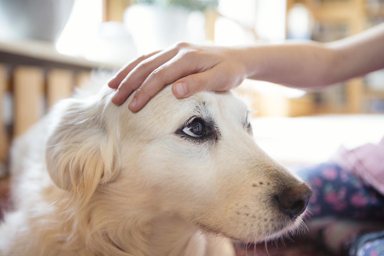 Make sure your dog is left in a safe space that it knows — and don’t lock it in a room that’s unfamiliar. (Getty Images)