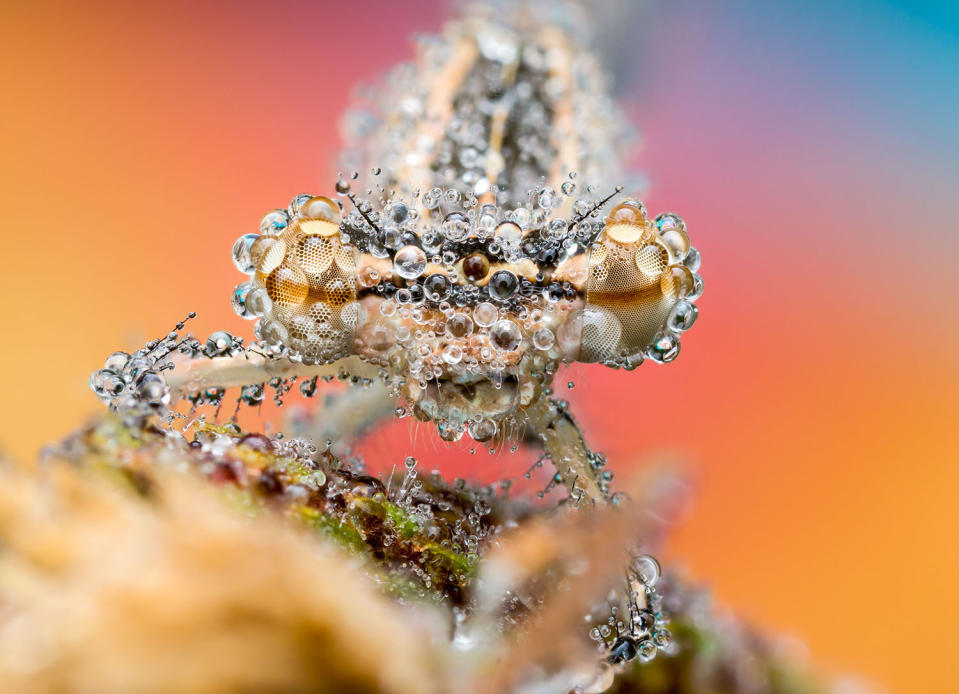 Fantastic photography of insects and water droplets