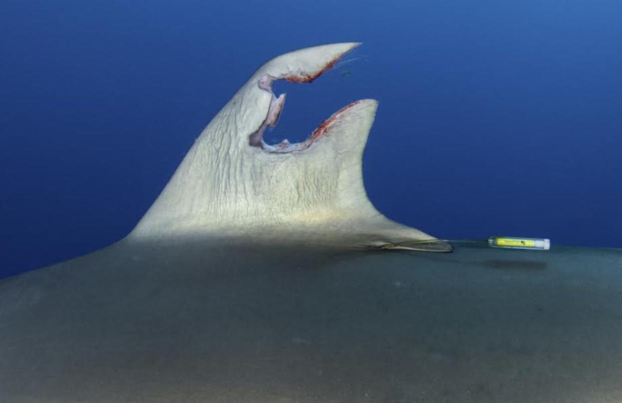 Rather than a tracking tag telling scientists where this shark traveled, its violent removal let them observe an unexpected regeneration process. Josh Schellenberg, <a href="http://creativecommons.org/licenses/by-nd/4.0/" rel="nofollow noopener" target="_blank" data-ylk="slk:CC BY-ND;elm:context_link;itc:0;sec:content-canvas" class="link ">CC BY-ND</a>