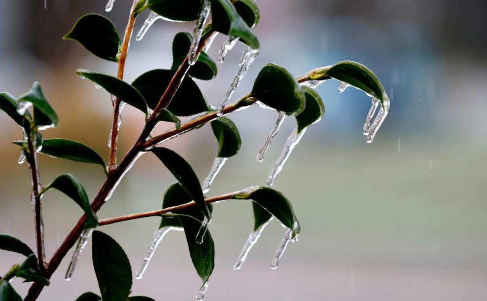 Ice forms on a camellia in Raleigh, N.C., Sunday, January 16, 2022.