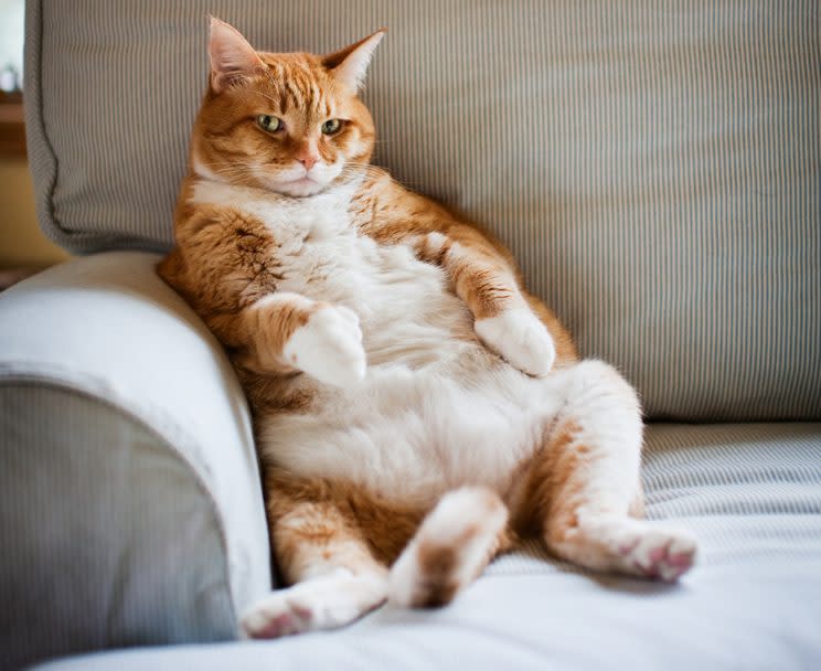 A model is using a chubby, cuddly feline to get people talking about body image. (Photo: Getty Images)