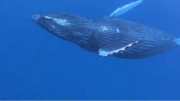 PHOTO: A man who refers to himself as “Dolphin Dave” has been cited by Hawaii after he was caught repeatedly harassing a humpback whale and a pod dolphins during a snorkeling trip on Sunday, March 5, 2023. (Hawaii Department of Land and Natural Resources)