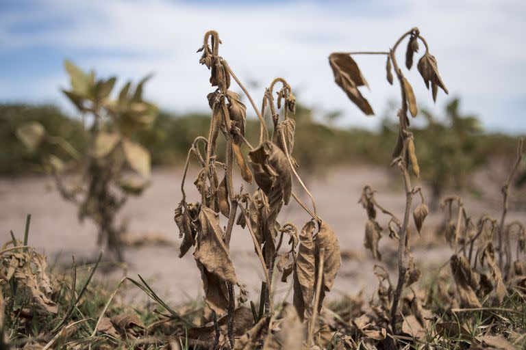 El fenómeno de la Niña seguirá afectando a la zona productiva agrícola de la Argentina, con un nivel de lluvias inferior a los habituales