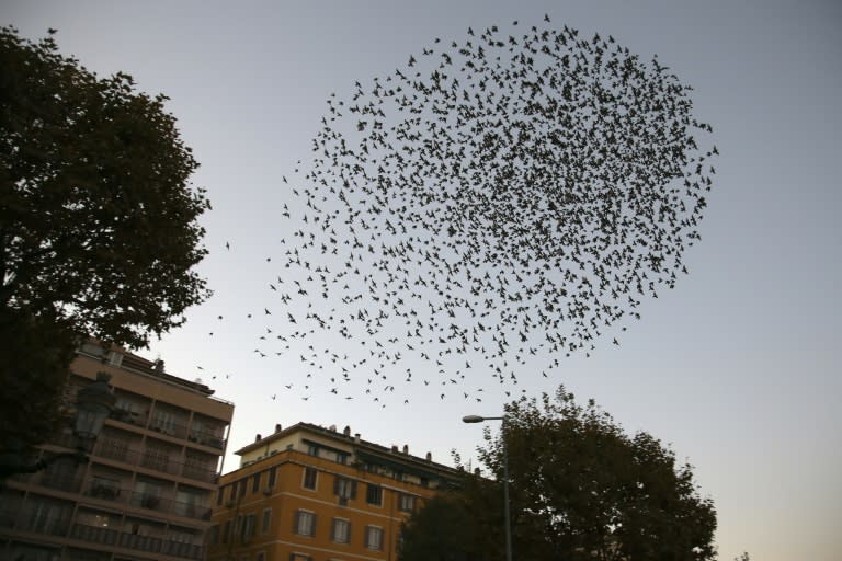 Una bandada de estorninos sobrevuela Ajaccio, en Córcega, Francia, en una imagen de noviembre de 2020 (Pascal POCHARD-CASABIANCA)