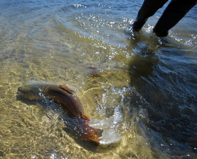 In with a splash: Local kids help with trout stocking at Lake Quinsigamond