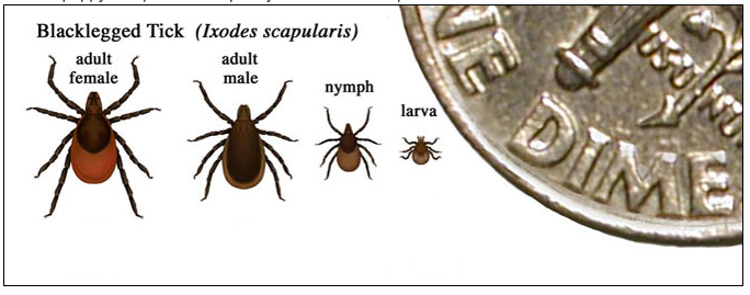 Ticks are the common carriers of Lyme disease, particularly blacklegged ticks. Their size through different life stages are shown compare to a dime.