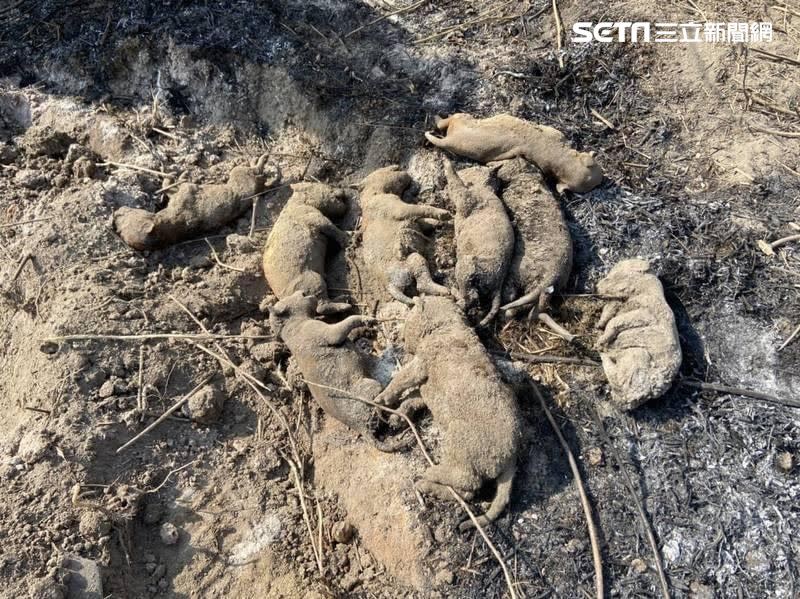 屏東驚傳9隻幼犬遭人集體活活燒死。（圖／RuRu Lu提供）