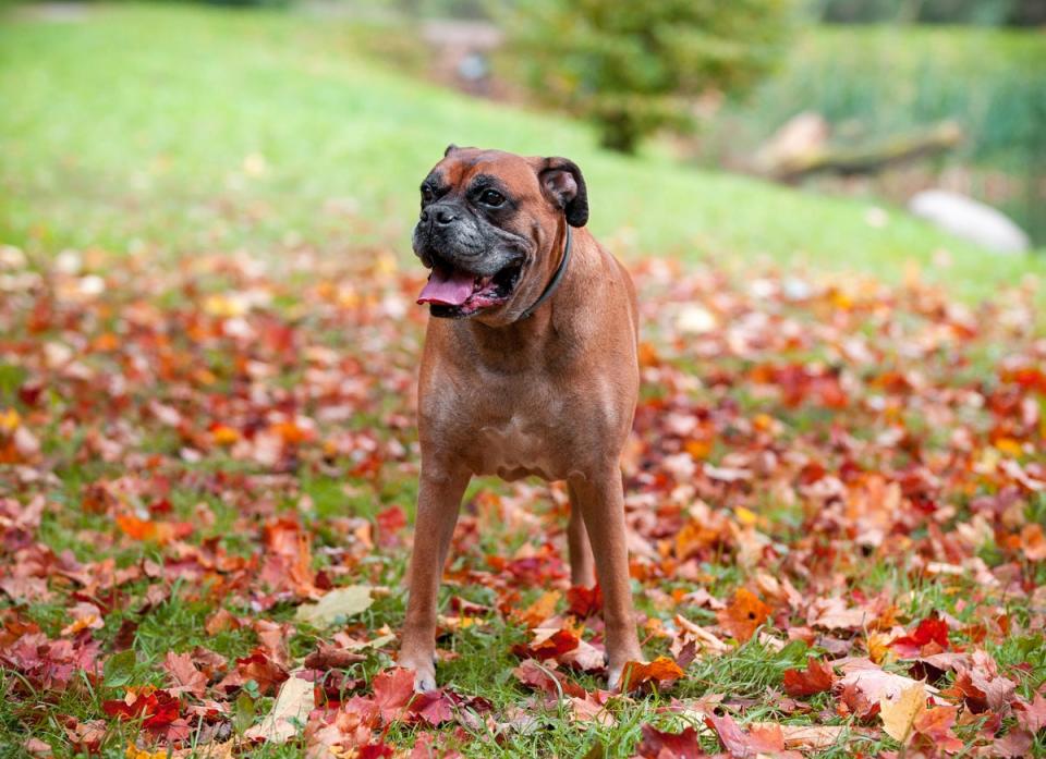 There were more than 2,500 dog thefts in the UK in 2021 (Getty Images/iStockphoto)