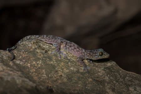 Gekko Bonkowski is pictured in this handout picture received by Reuters on December 18, 2016. WWF/Thomas Calame/Handout via Reuters