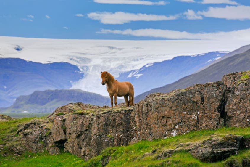 An Icelandic horse.