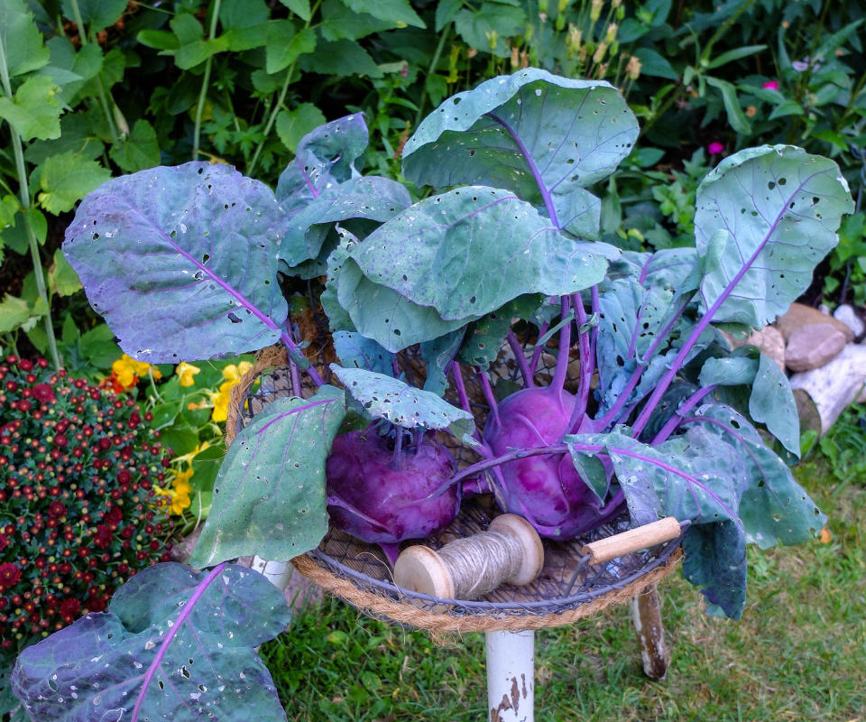 kohlrabi plants at harvest showing minor signs of foliage holes from pest damage