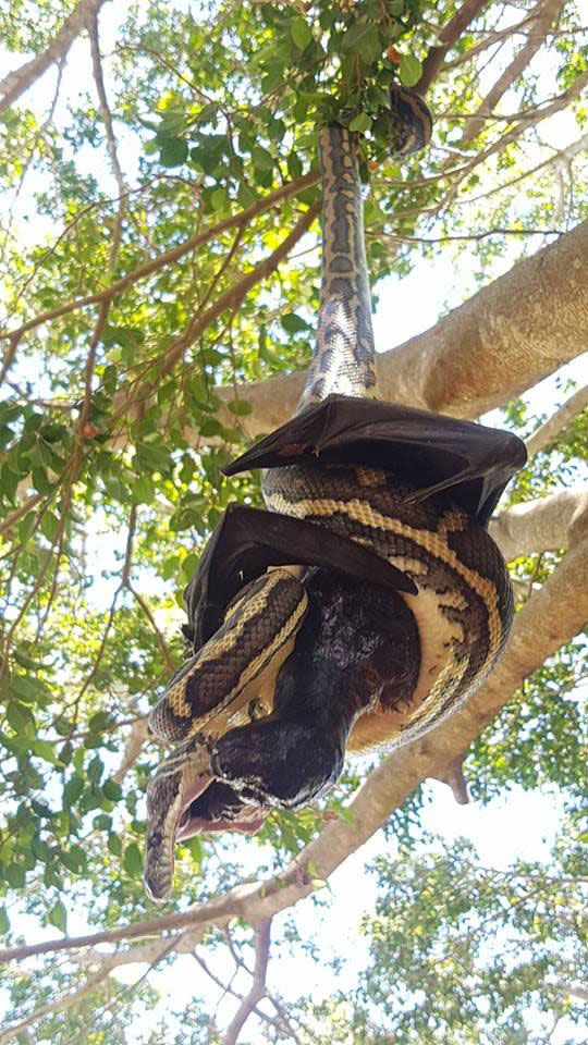 The snake dropped the bat and was relocated to bushland. Source: Redland's Snake Catcher