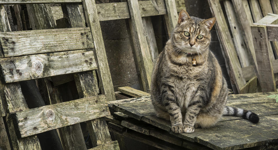 Injured man sues Turin Italy cat owner after fat feline dies falling from balcony on his head.