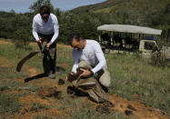 Husband and wife team Paula, left, and Les Ansley, right, collect fresh elephant dung in the Botlierskop Private Game Reserve, near Mossel Bay, South Africa, Tuesday, Oct. 24, 2019. The makers of a South African gin infused with elephant dung swear their use of the animal’s excrement is no gimmick. The creators of Indlovu Gin, Les and Paula Ansley, stumbled across the idea a year ago after learning that elephants eat a variety of fruits and flowers and yet digest less than a third of it. (AP Photo/Denis Farrell)