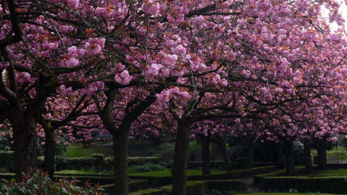 Free cherry blossom festival to be held at museum