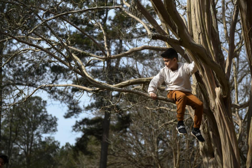 Brody Boling climbs a tree for a social media video near their house in North Augusta on Wednesday, Dec. 20, 2023.