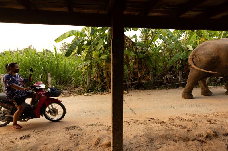 The Wider Image: Streaming to survive: Thailand's out-of-work elephants in crisis