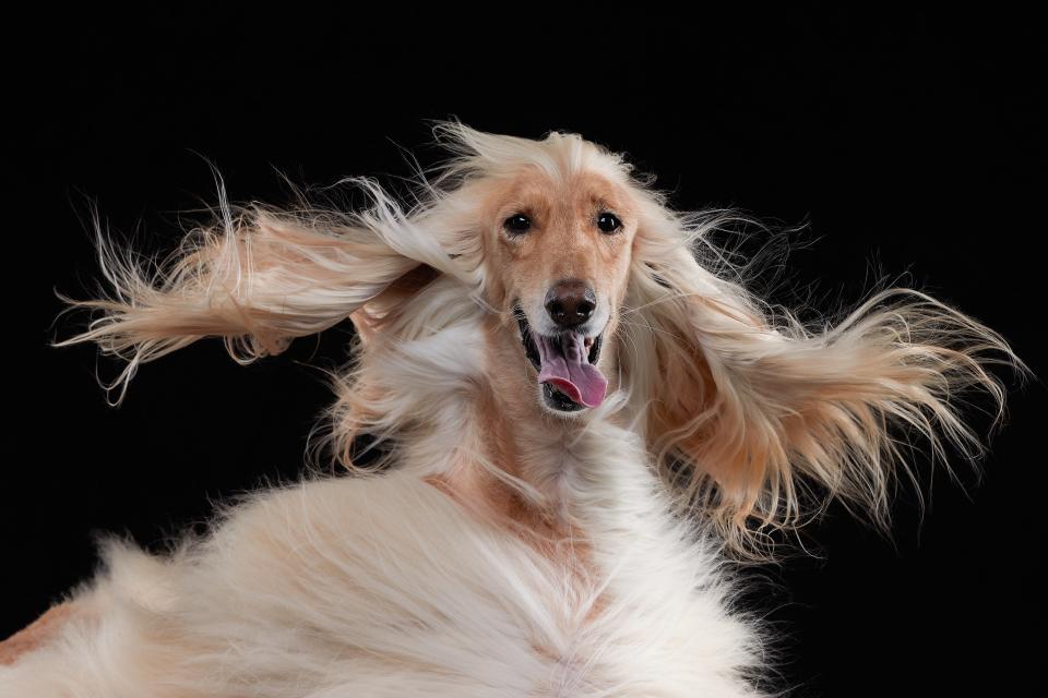 A windswept dog.