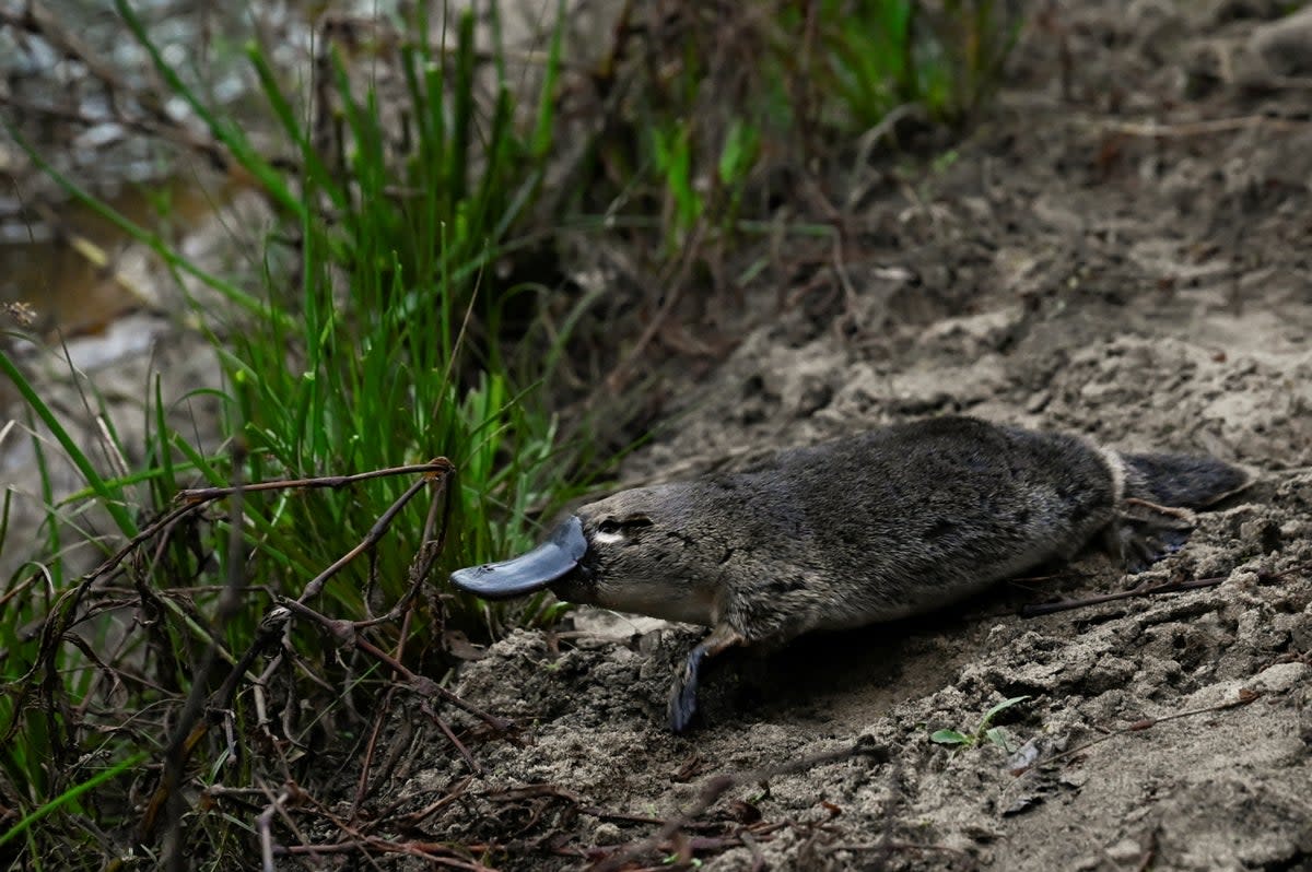 A platypus moves toward the Hacking River after being released by Scientists back into Sydney’s Royal National Park (REUTERS)