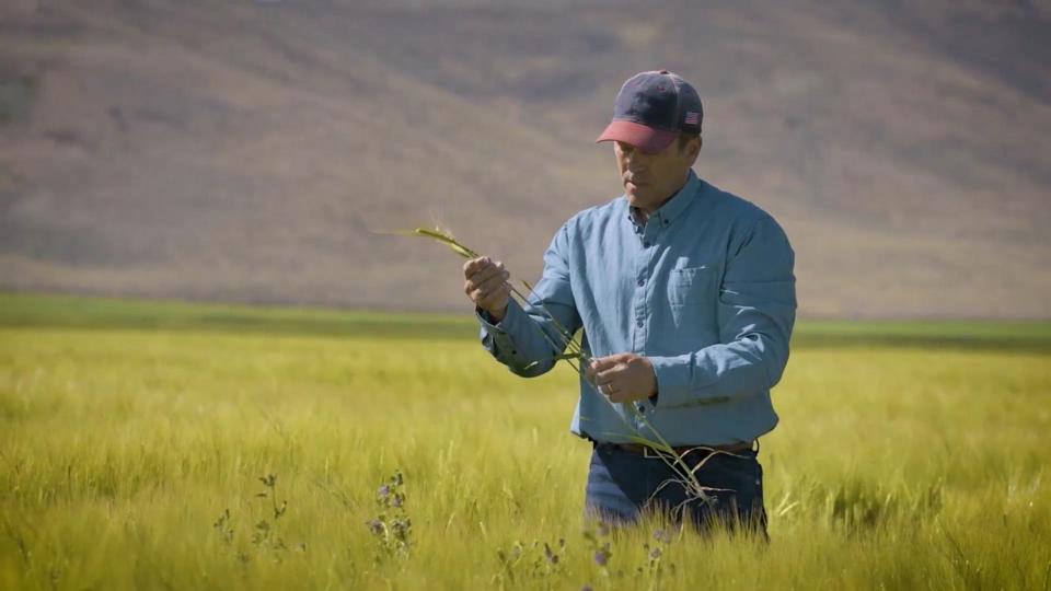 PHOTO: An American farmer checks crops to source for Anheuser-Busch. (Anheuser-Busch)