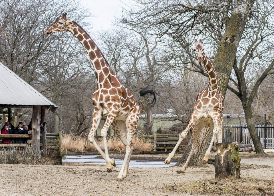 Giraffes Arnieta (left) and Potoka (right) stretch their legs outside for the first time following winter. (Kelly Tone/Chicago Zoological Society)