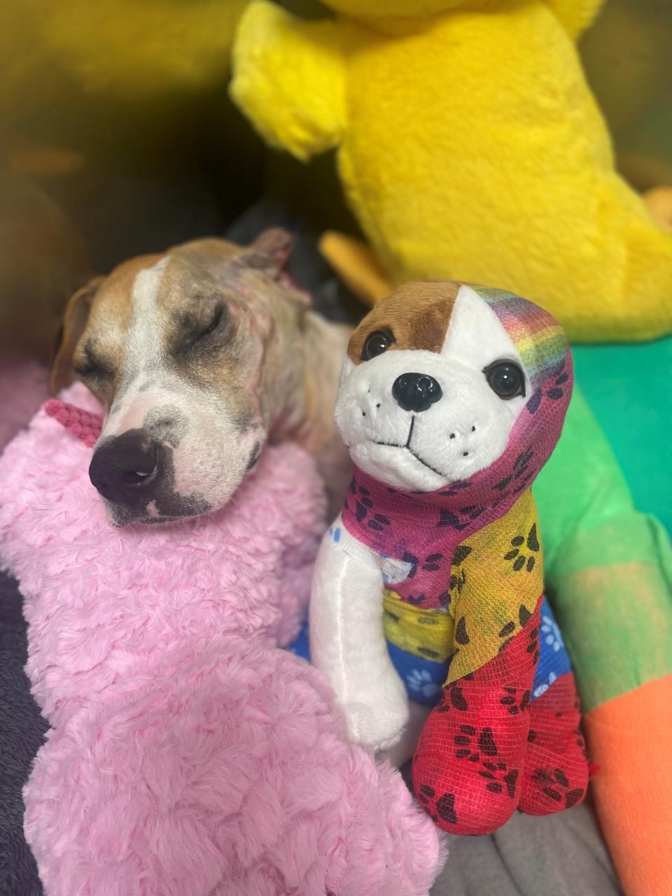Riona snuggled with her look-a-like while recovering from surgery.