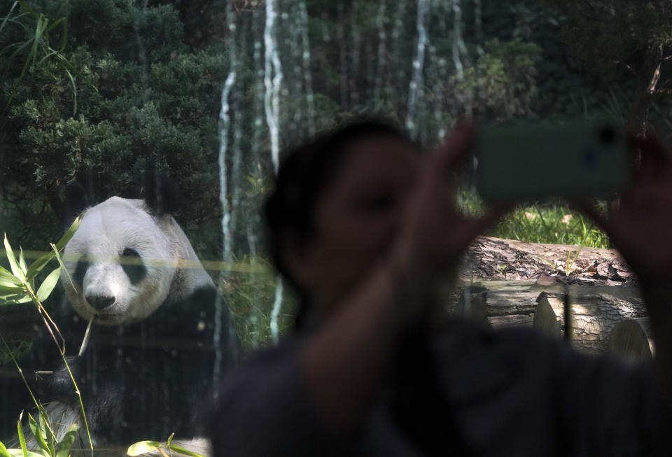 Xin Xin, el último panda gigante en Latinoamérica, sentado dentro de su recinto mascando bambú mientras una visitante levanta su cámara para tomarse un selfie, en el zoo de Chapultepec, en Ciudad de México, el viernes 11 de noviembre de 2022. A sus 32 años, Xin Xin está entre uno de los pandas gigantes en cautividad más longevos. (AP Foto/Fernando Llano)