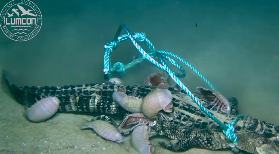 Scientists expected it take at least a few days for the giant isopods to start feasting on the alligators but it took just 18 hours. Source: Louisiana University Marine Consortium/ YouTube