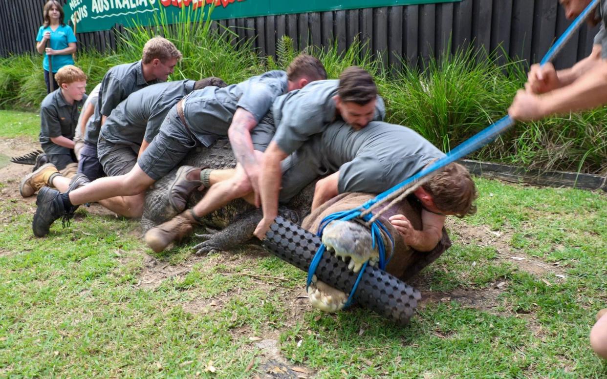 A team of keepers set out to restrain and inspect Elvis