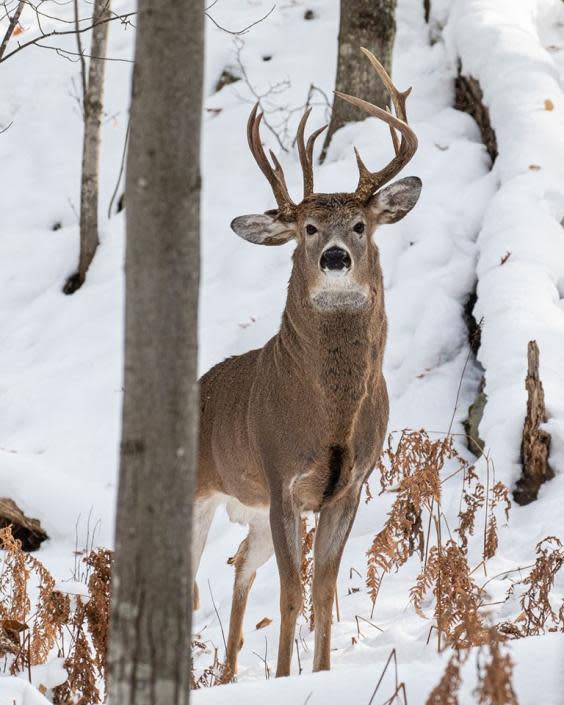 The three-antlered buck in all his glory (Steve Lindberg)