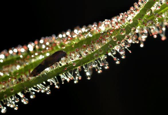 An insect is caught on Drosera filiformis, a threadleaf sundew.