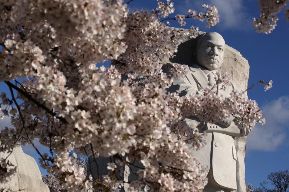 Cherry trees are in full bloom in front of the Martin Luther King, Jr. Memorial at the Tidal Basin April 1, 2019 in Washington, DC.