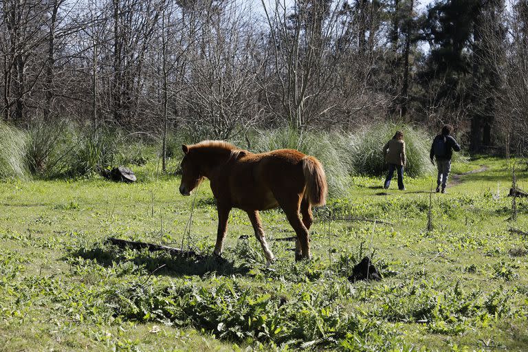 El esparcimiento agropecuario no autorizado destruye la flora nativa de la zona y modifica el ecosistema de la reserva