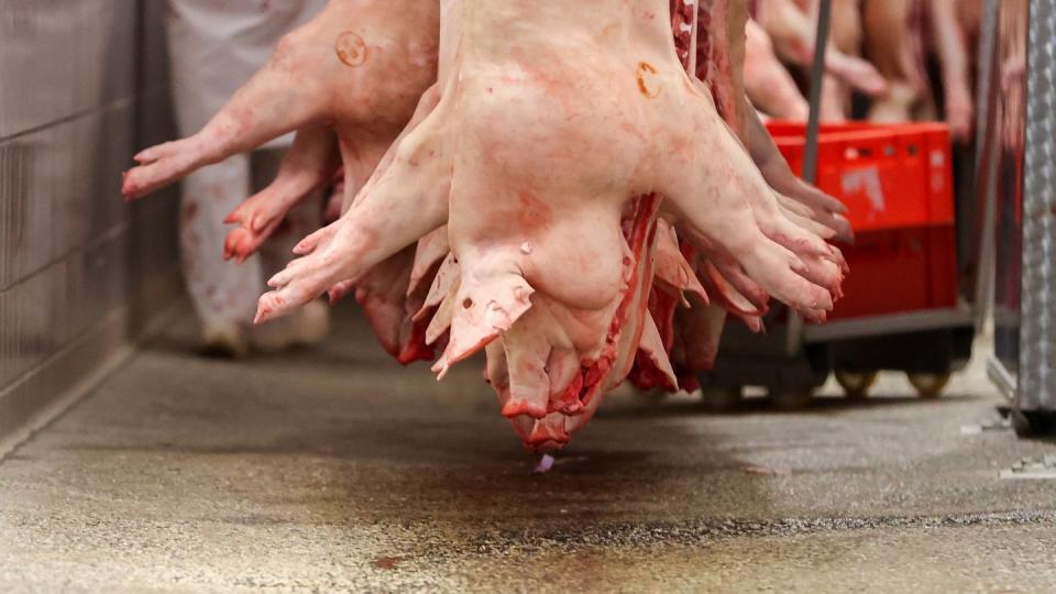 Schweinehälften hängen in Schlachtbetrieb. Wegen des Verdachts auf Schwarzarbeit hat der Zoll Razzien in Fleischbetrieben in drei Städten in Brandenburg und Sachsen durchgeführt.