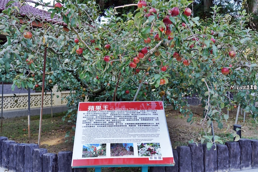 台中｜福壽山農場