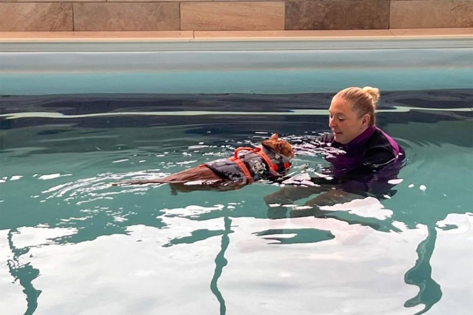 A 30-pound cat named Ty is swimming laps in an effort to lose 15 pounds after he was surrendered to Vanderburgh Humane Society in Evansville, Indiana – nearly three hours South of Indianapolis – in January. Canine Aquatic Center/Facebook