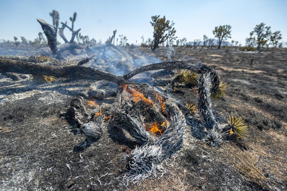 The Dome Fire burns in the Mojave National Preserve near Cima, CA on Monday, Aug. 17 2020.